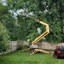 Trusted Fairfax, SC Tree Services Experts