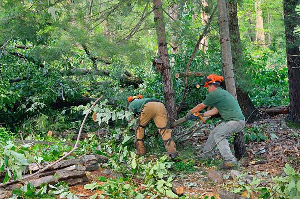 Best Arborist Consultation Services  in Fairfax, SC