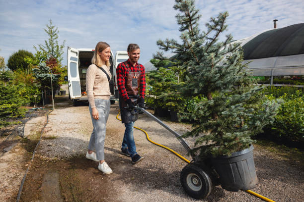 Best Palm Tree Trimming  in Fairfax, SC